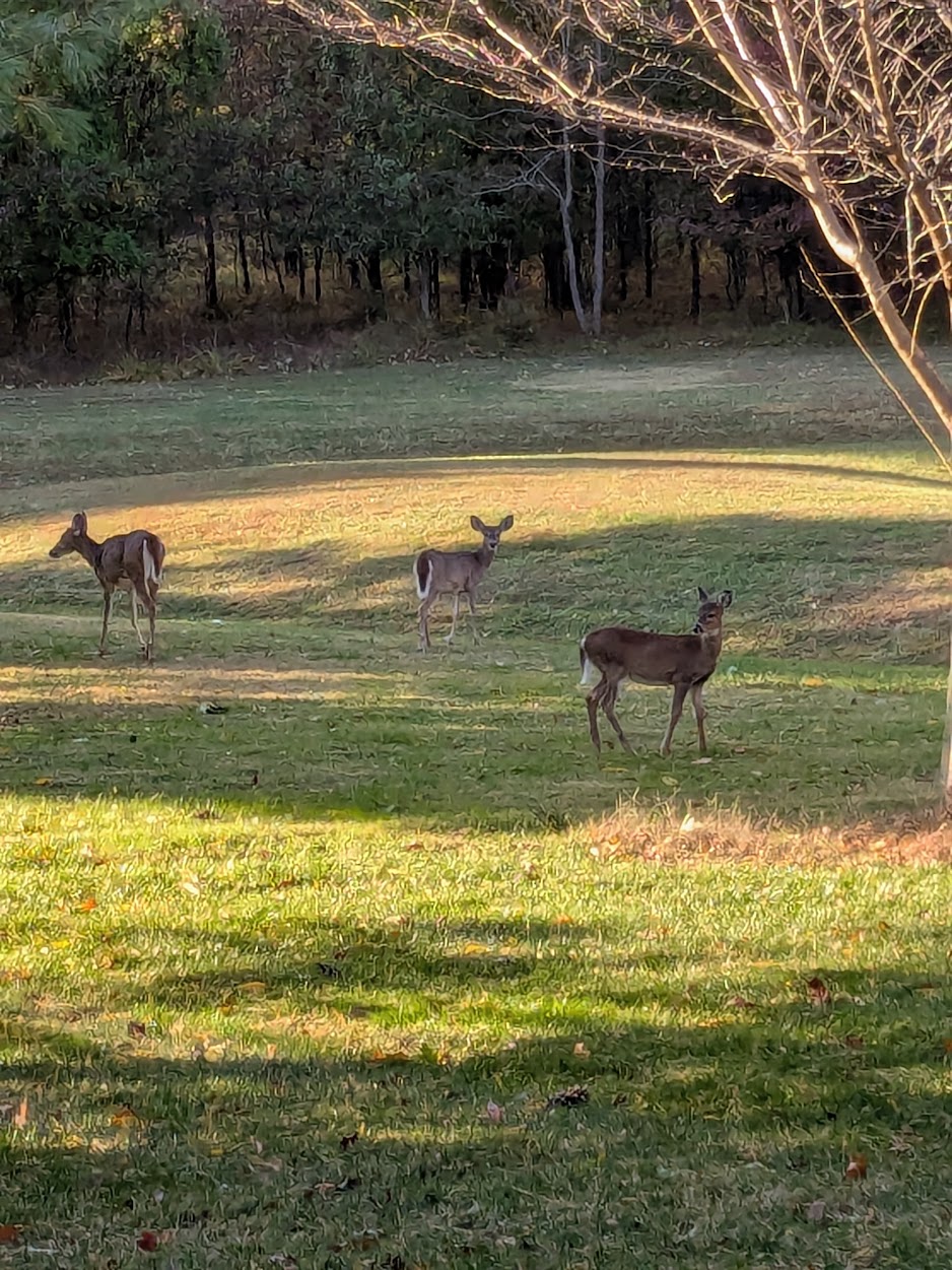Deer in the yard